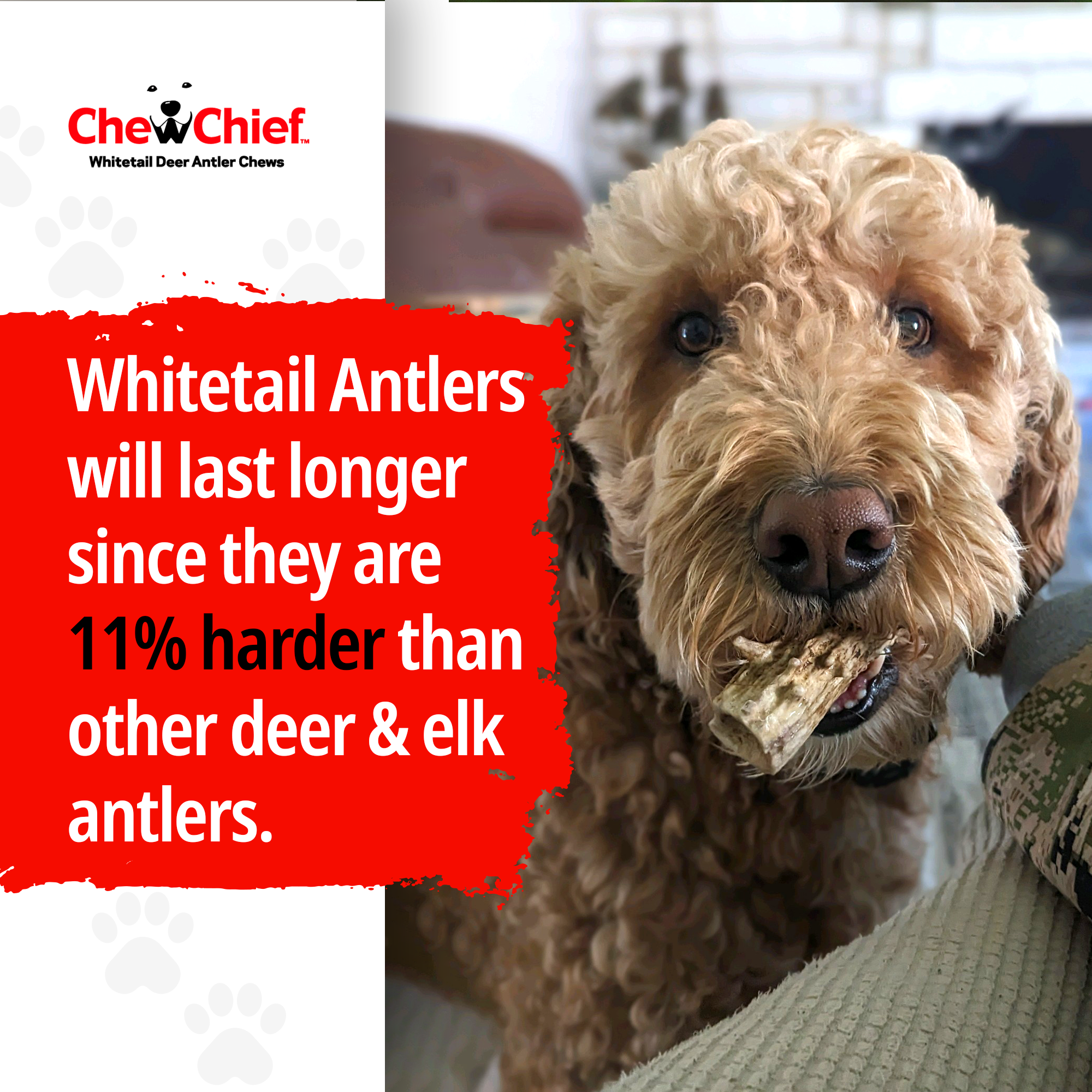 Small Antlers